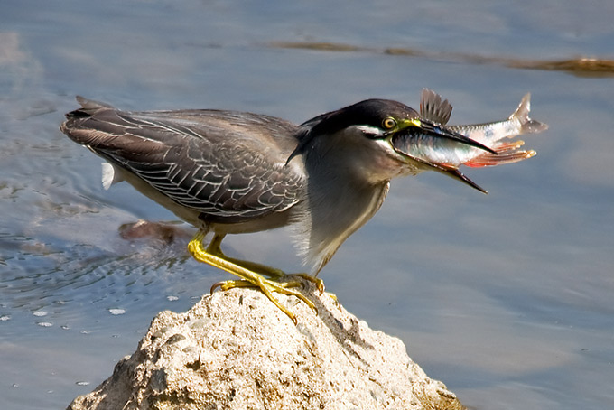 Striated Heron