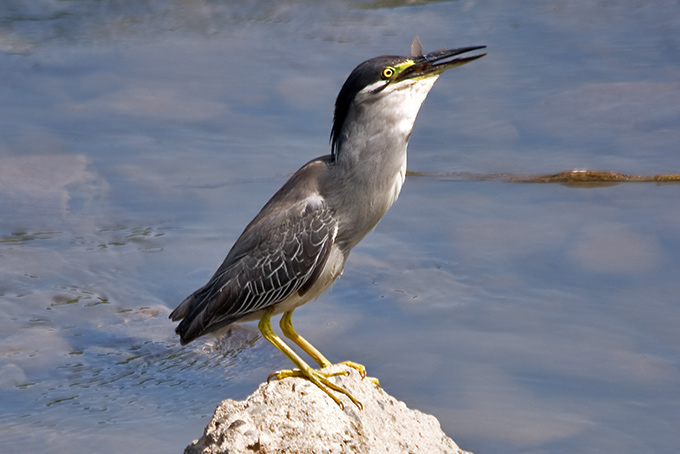 Striated Heron