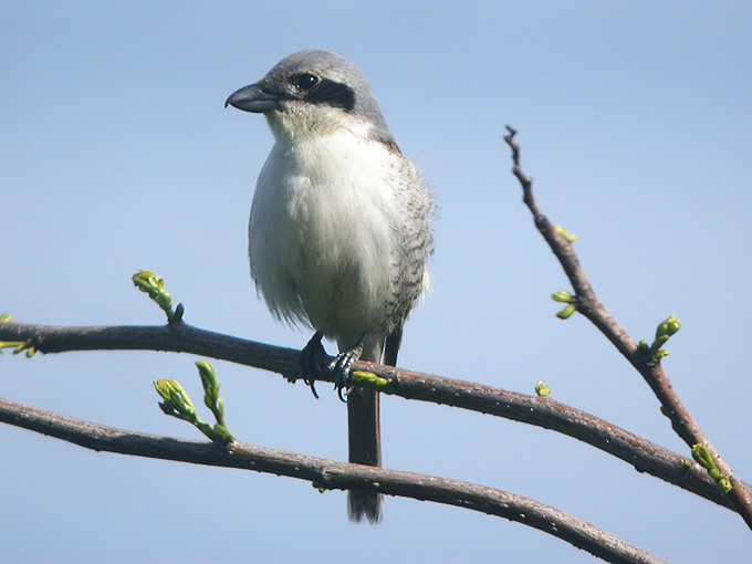Tiger Shrike
