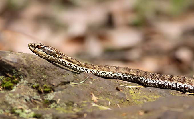 Ussuri Mamushi