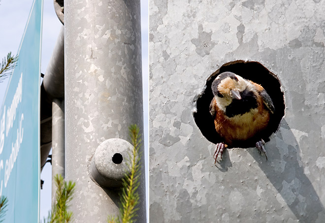 Varied Tit