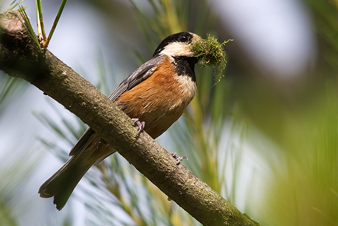 Varied Tit