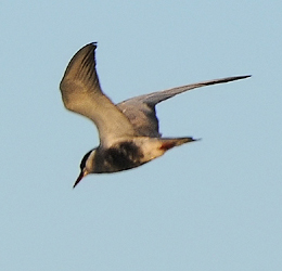 Whiskered Tern