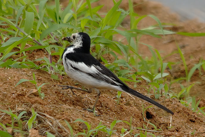 White Wagtail