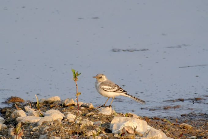 White Wagtail