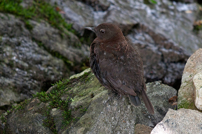 Brown Dipper