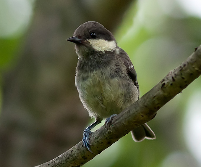 Coal Tit