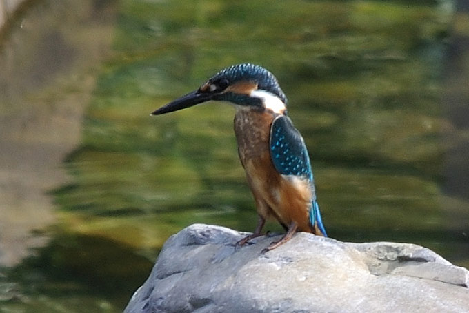 Common Kingfisher