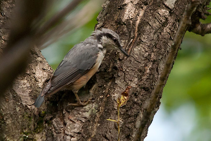 Eurasian Nuthatch