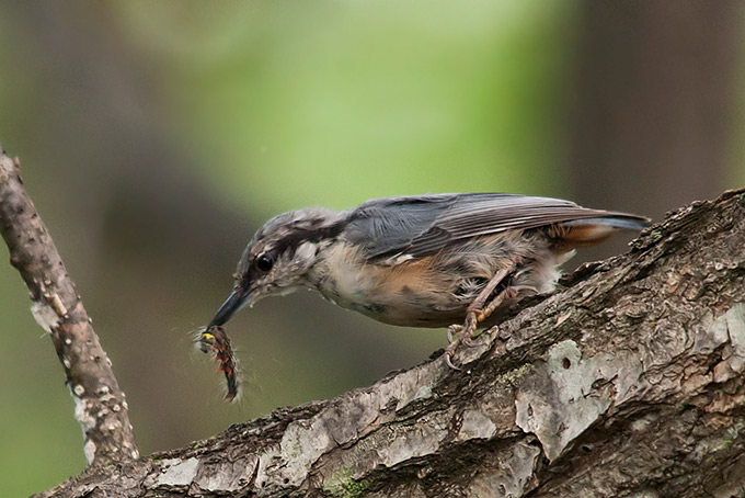 Eurasian Nuthatch