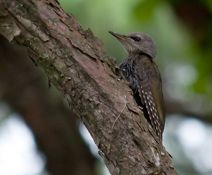 Grey-headed Woodpecker