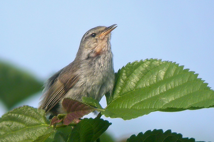 Japanese Bush Warbler