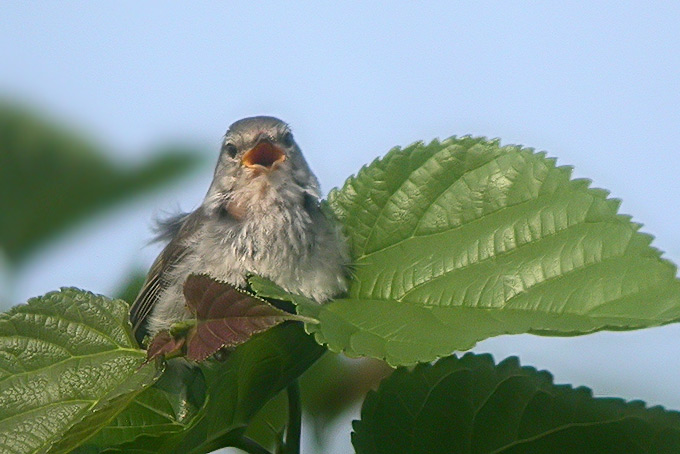 Japanese Bush Warbler