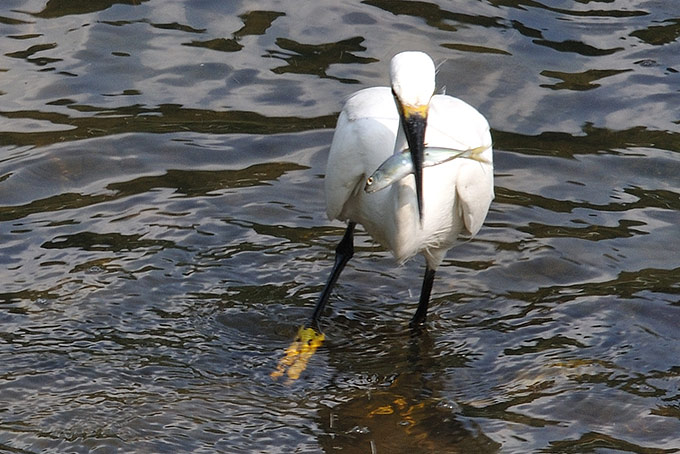 Little Egret