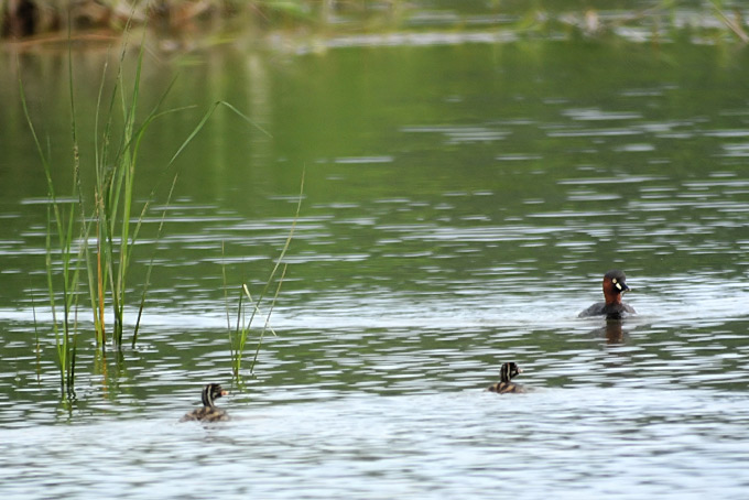 Little Grebe