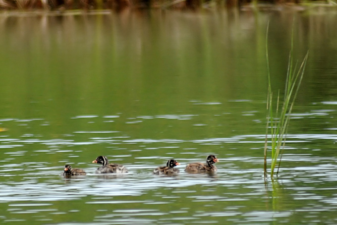 Little Grebe