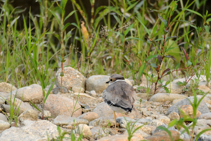 Long-billed Plover