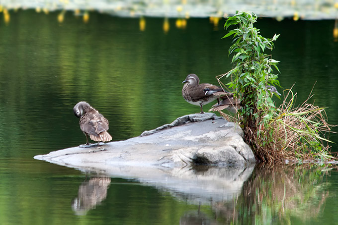 Mandarin Duck