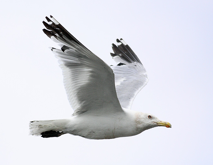Mongolian Gull
