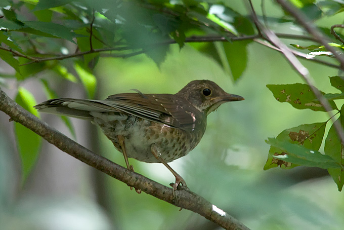 Pale Thrush