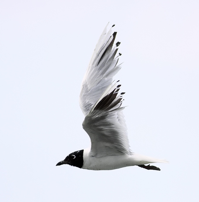 Saunders's Gull