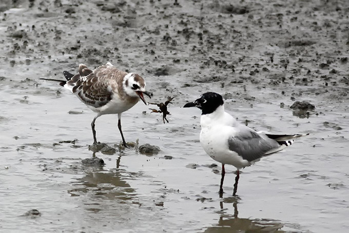 Saunders's Gull