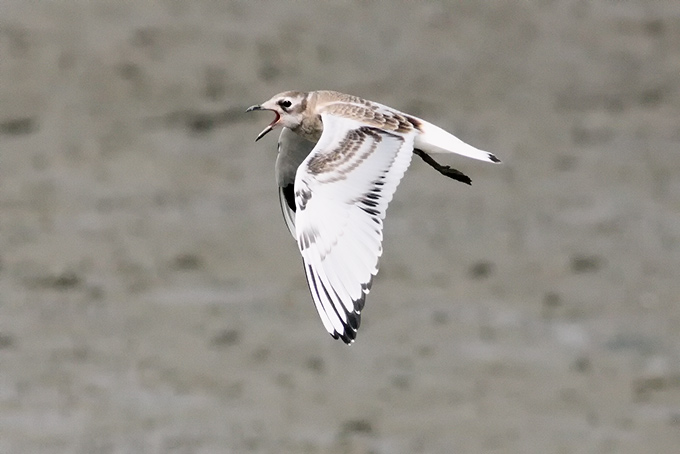 Saunders's Gull