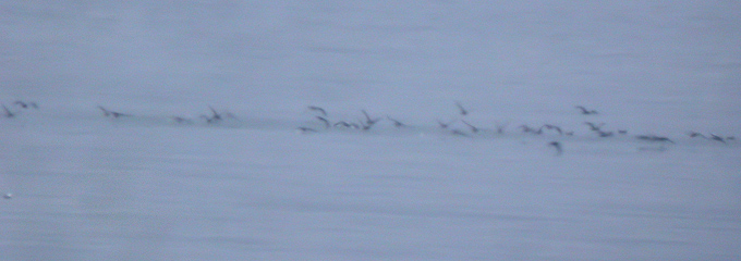Short-tailed Shearwater