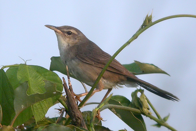 Styan's Grasshopper Warbler