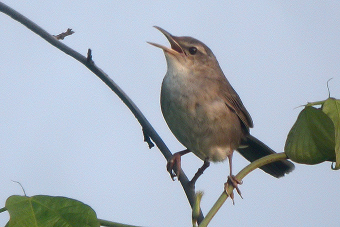 Styan's Grasshopper Warbler
