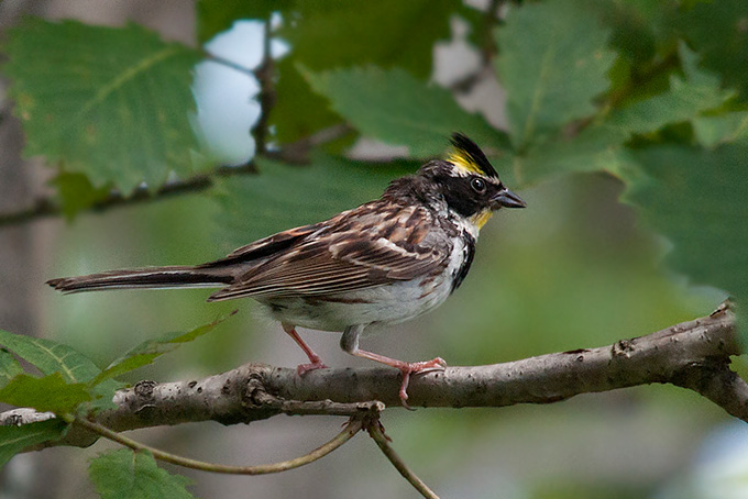 Yellow-throated Bunting