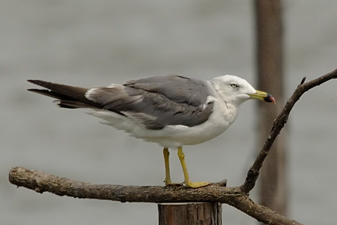 Black-tailed Gull