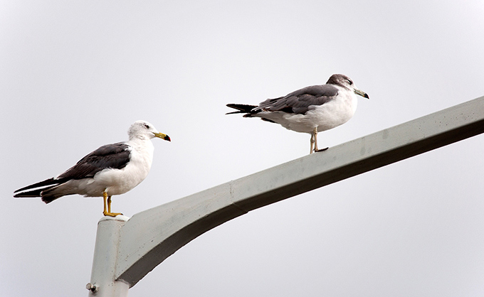Black-tailed Gull