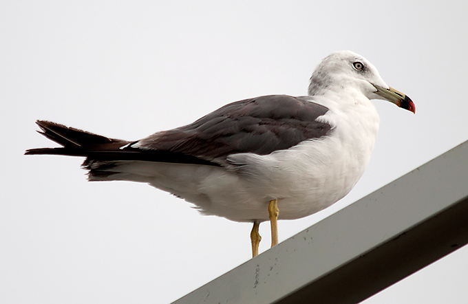 Black-tailed Gull