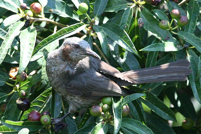 Brown-eared Bulbul