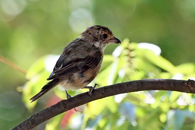 Bull-headed Shrike
