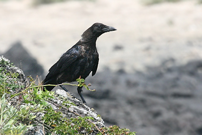 Carrion Crow