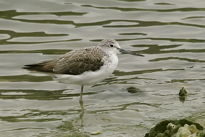 Common Greenshank