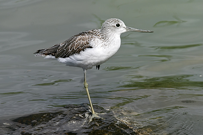 Common Greenshank