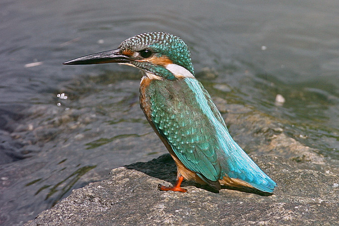 Common Kingfisher