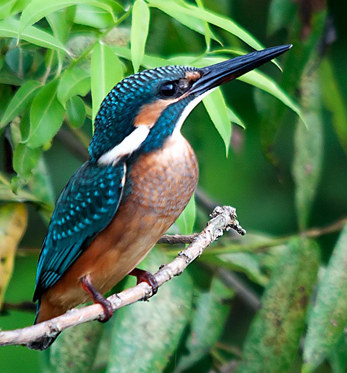Common Kingfisher