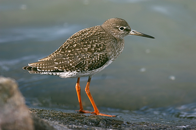 Common Redshank