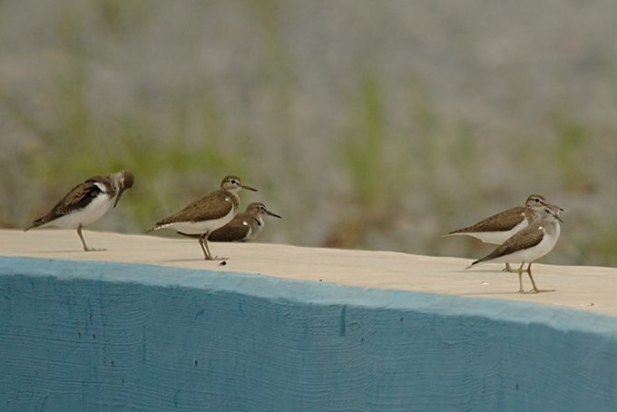 Common Sandpiper