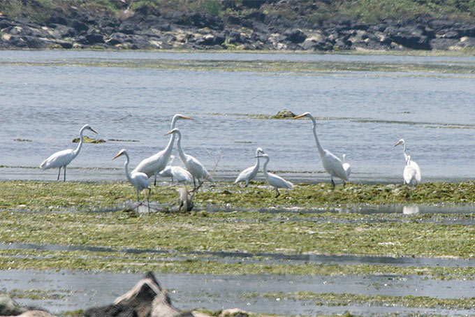 Eastern Great Egret