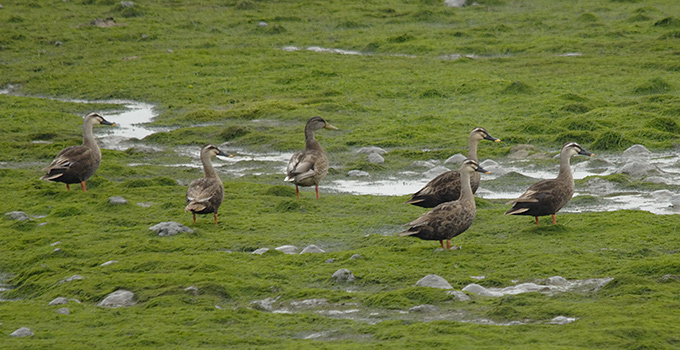 Eastern Spot-billed Duck