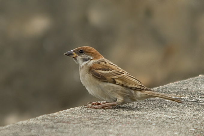 Eurasian Tree Sparrow