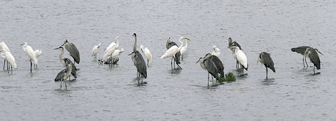 Grey Heron
