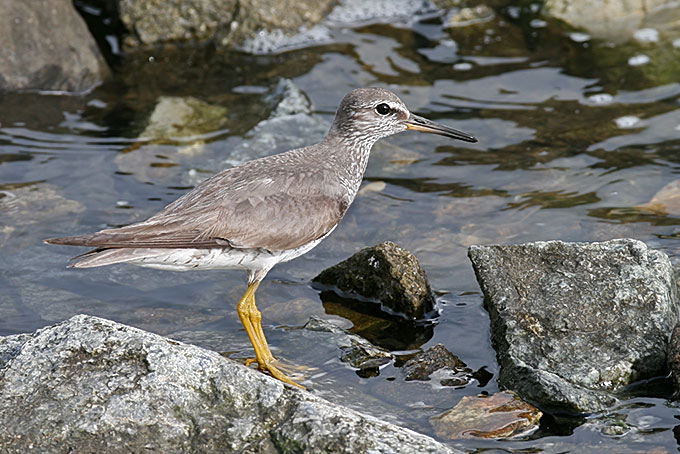 Grey-tailed Tattler