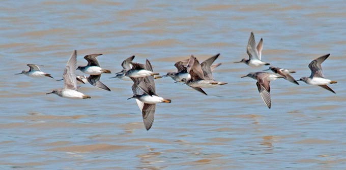 Grey-tailed Tattler