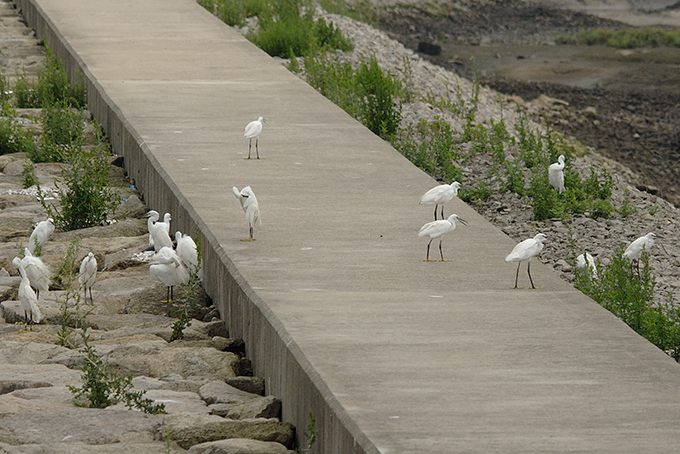 Little Egret